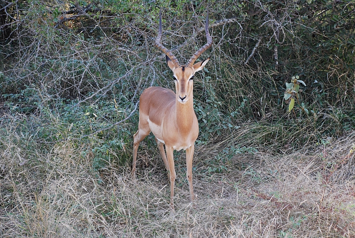 Impala Bock (Schwarzfersenantilope)