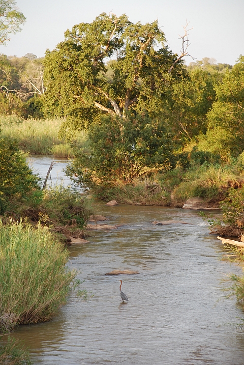 Goliath Heron im Sabie River
