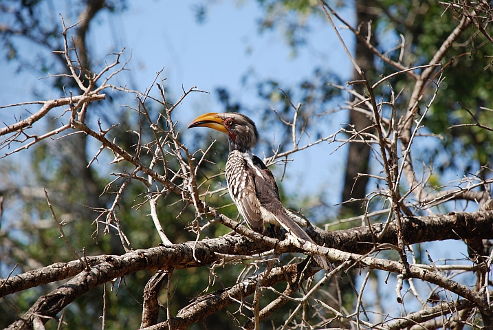 Southern Yellow-billed Hornbill (Gelbschnabeltoko)