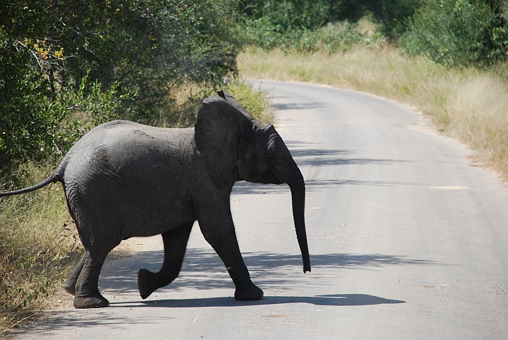 Noch ein Elefant quert die Strasse
