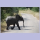Noch ein Elefant quert die Strasse