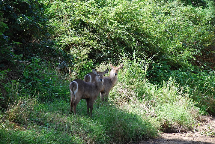 Zwei Waterbuck Weibchen (Wasserböcke)