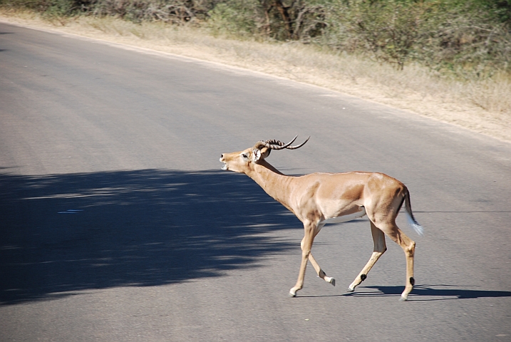 Kein röhrender Hirsch, aber bei den Impalas ist Brunftzeit