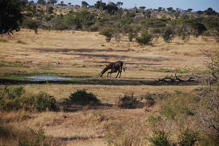 Es gibt einfacheres: Giraffe beim Trinken