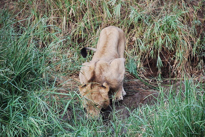 Hagerer Löwe beim trinken