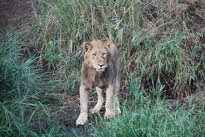 Was guckt ihr so? Auch ein Löwe ist mal durstig!