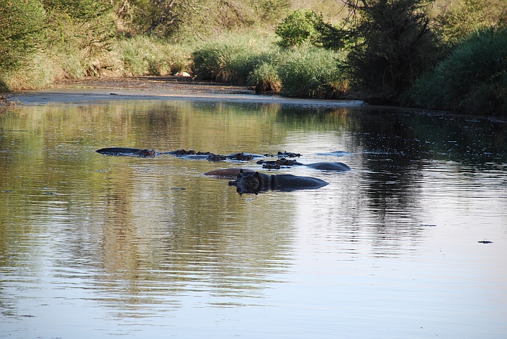 Die Hippos im Löwenfluss