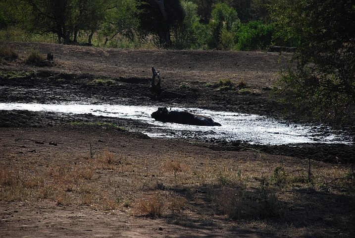 Suhlender Büffel am Sonop Wasserloch