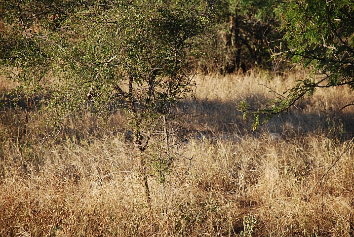 Genau so gut sieht man die Löwen auch in Wirklichkeit- Im hohen Gras liegend