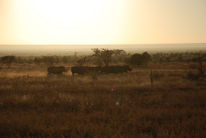 Sieben elegant trabende Nashörner