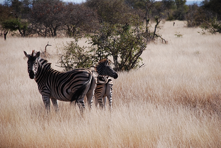 Zebra Mutter und Kind zeigen uns den Hintern