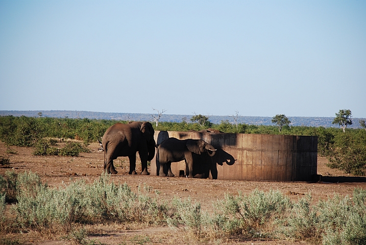 Elefanten trinken bei Wasserlöchern am liebsten aus dem Speichertank