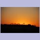 Abendstimmung bei Mopani