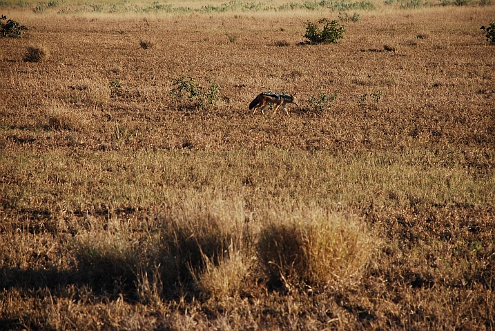 Einer der fünf Black-backed Jackals (Schabrackenschakal)