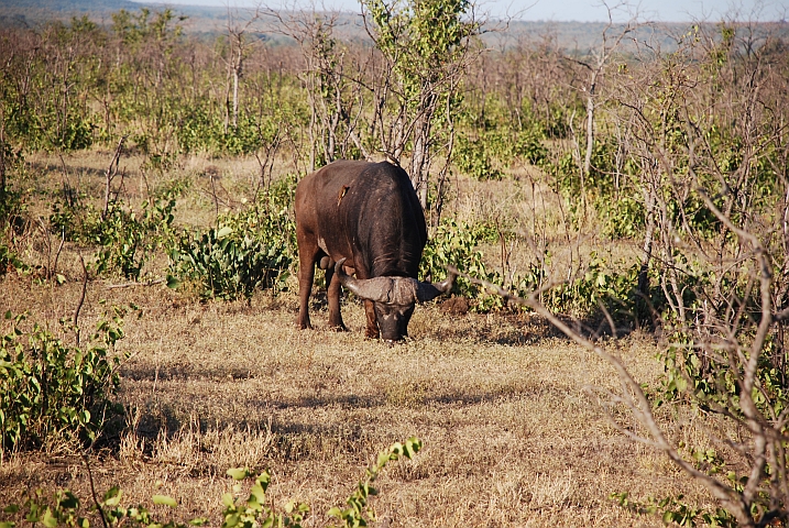 Büffel-Stier mit zwei Redbilled Oxpecker (Rotschnabel-Madenhacker)