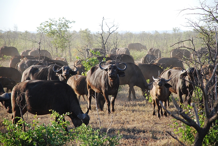 Kleiner Teil einer grossen Büffelherde