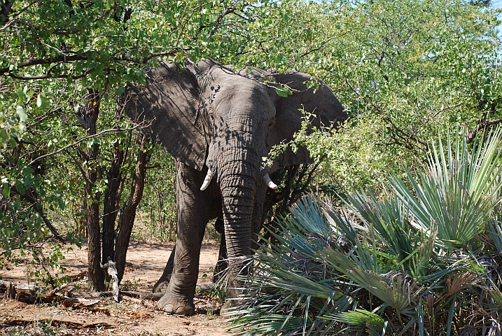 Noch ein Elefanten Bulle