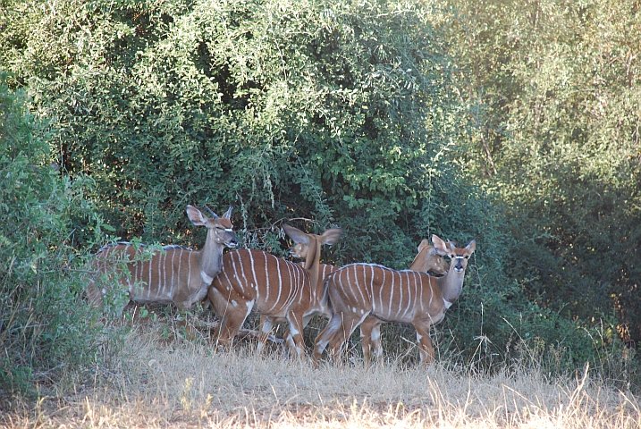 Nyala (Tiefland-Njalas)