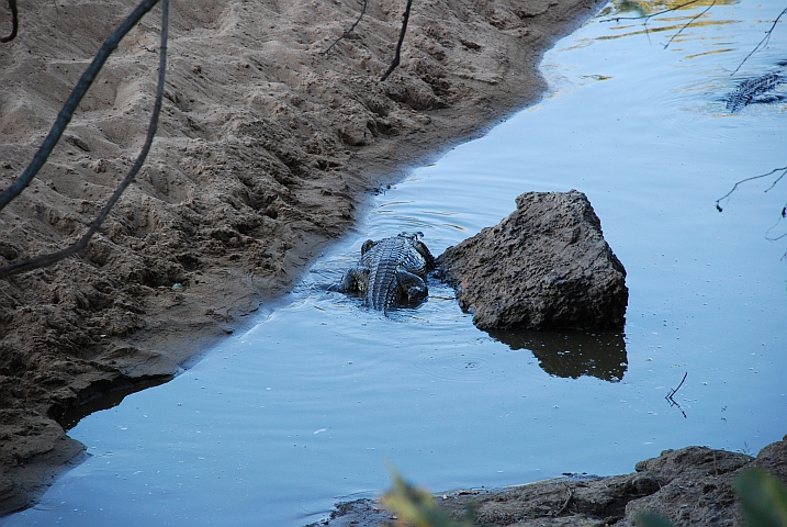 Im Krügerpark gibt’s auch das eine oder andere Krokodil