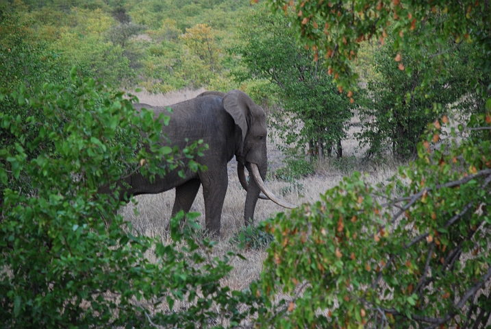 Die grössten Stosszähne, die wir im Park gesehen haben