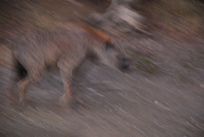 Spotted Hyaena (Tüpelhyäne)