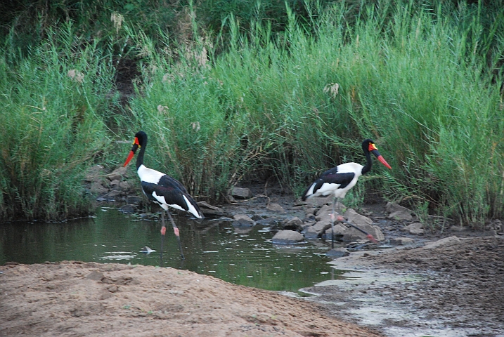 Saddle-billed Stork (Sattelstorch)