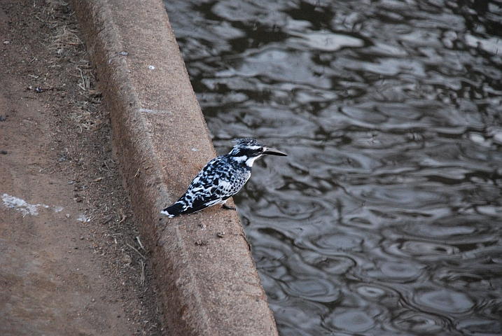 Pied Kingfisher (Graufischer)