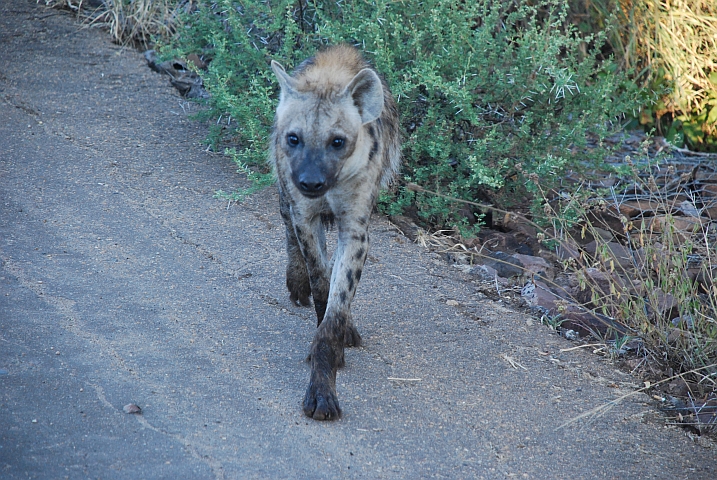 Neugierige Tüpfelhyäne