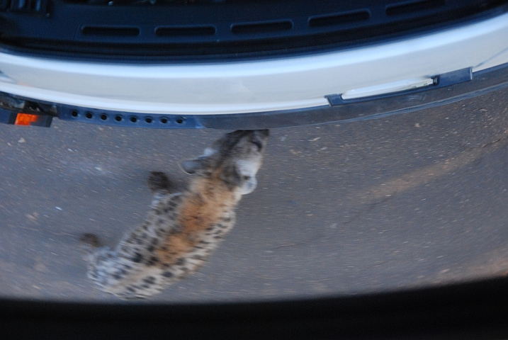 Tüpfelhyäne, was gibt’s denn hier zu schnuppern?