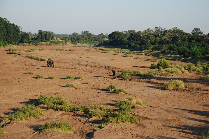 Zwei Elefanten im trockenen Shingwedzi Fluss