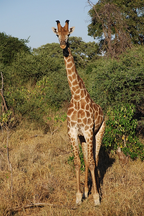 Giraffe