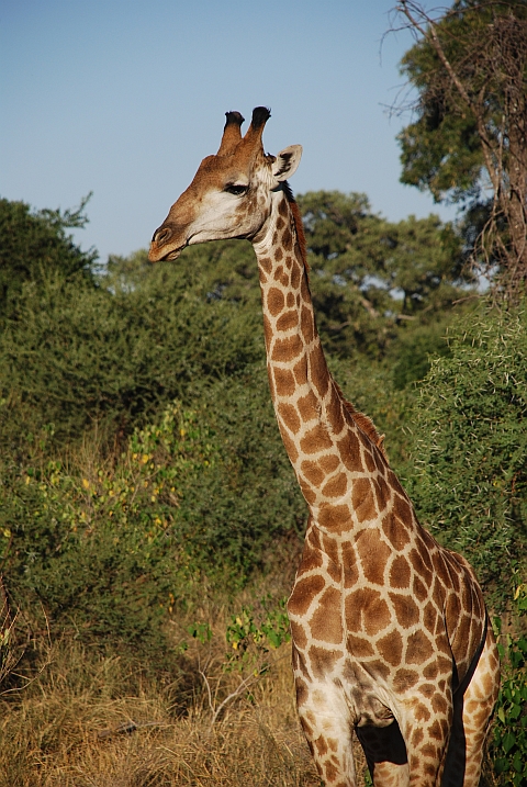 Giraffe