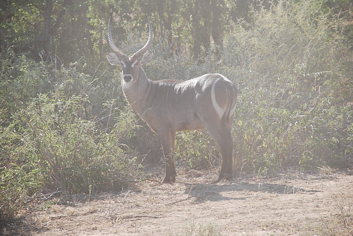 Waterbuck Bock (Wasserbock)
