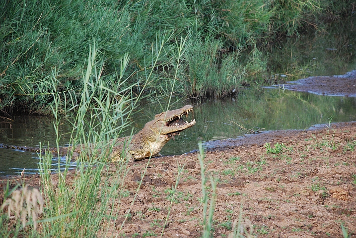 Fressen und gefressen werden: Krokodil verspeist Schildkröte