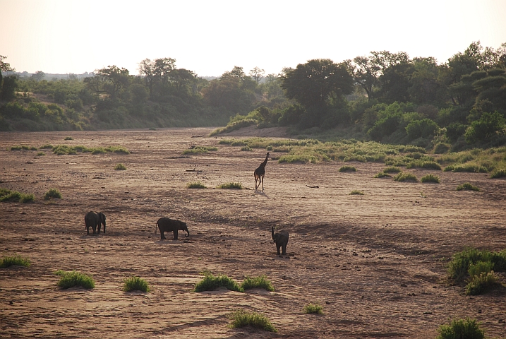 Elefanten und Giraffe im Shingwedzi Flussbett