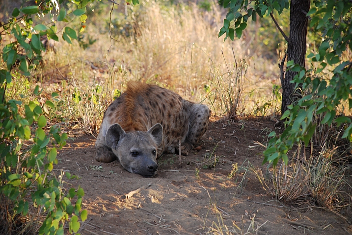 Spotted Hyaena (Tüpfelhyäne)