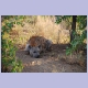 Spotted Hyaena (Tüpfelhyäne)