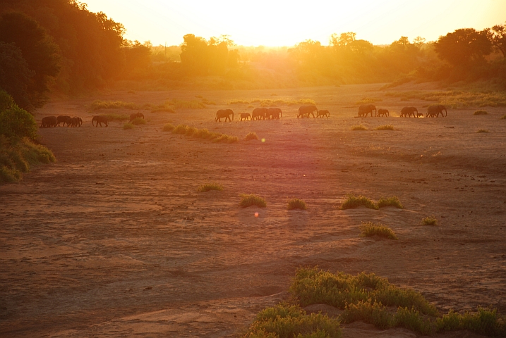 Elefanten überqueren den trockenen Shingwedzi