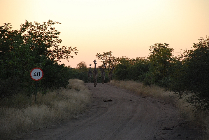 Fünf Giraffen unterwegs