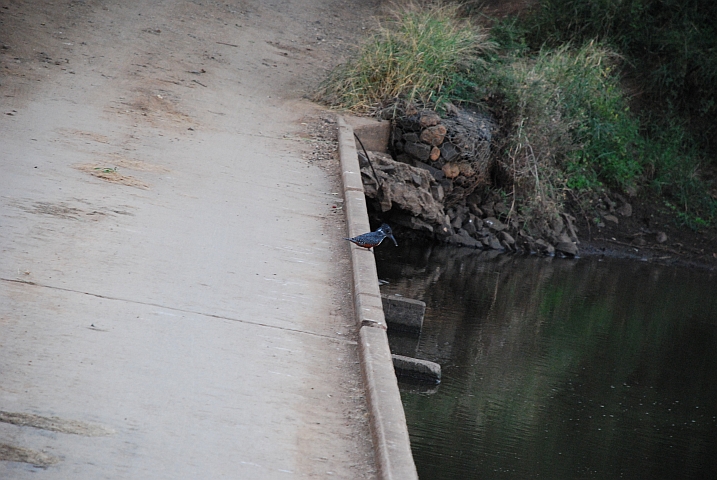 Reduzierte Eisvögelparade (Giant Kingfisher)