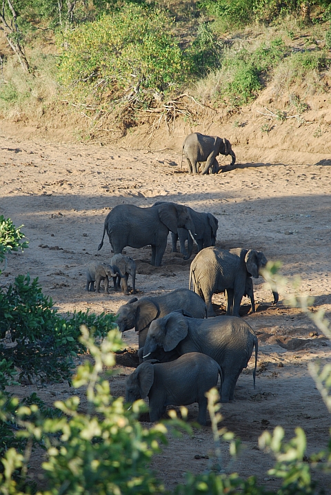 Elefanten graben im Mphongolo Fluss nach Wasser