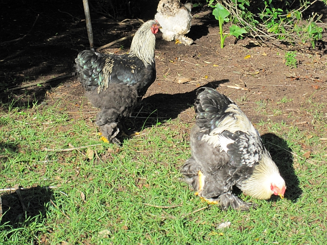 Hühner, die selbst die Beine mit Federn bedeckt haben und...