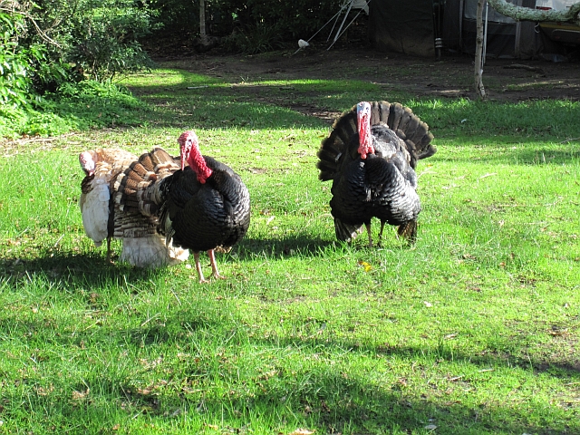 ... Truthähne auf der Chapman’s Peak Caravan Farm