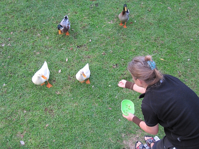 Gaagagagaa... Isabella beim Enten füttern