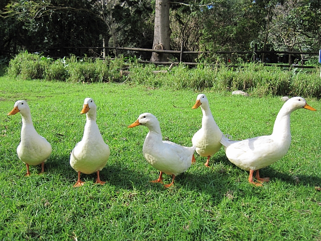 Das allerletzte Abschiedsfoto der 5 Enten...(?)