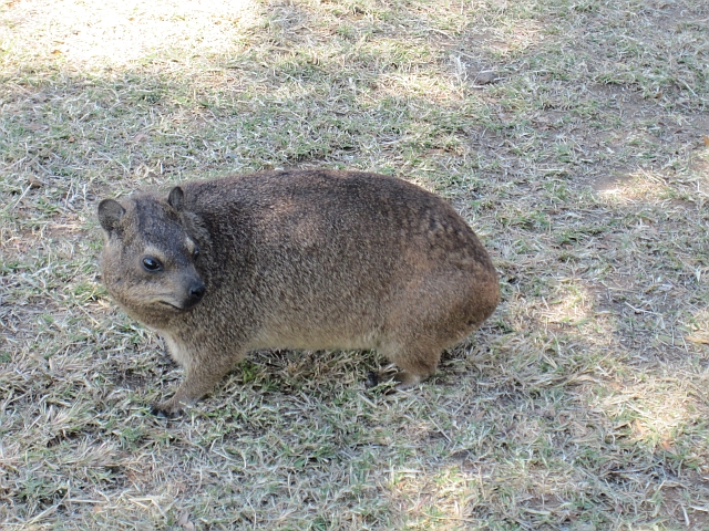 Ob’s wohl dasselbe freche Rock Dassie ist wie am 31. Mai?