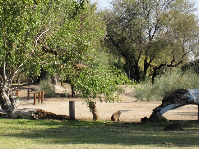Geschickte Dassies beim Blätter futtern