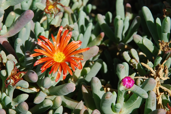 Kleine Sukkulentenblüten Farbenfreude