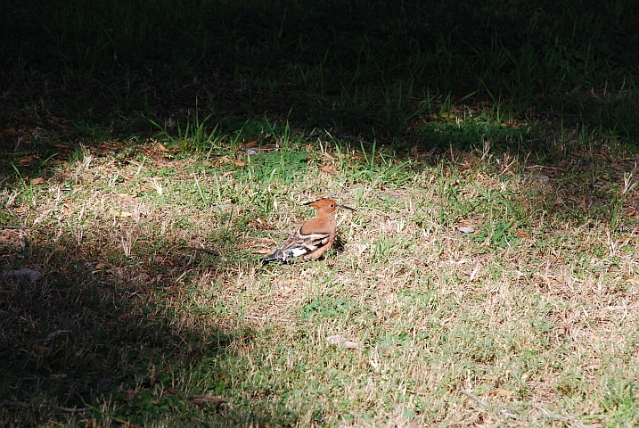 Einer der Wiedehopfe auf dem Campingplatz