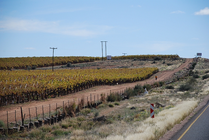 Herbstlich verfärbte Traubenstöcke